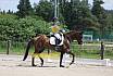 Freitag Dressurpferde L 
