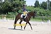 Freitag Dressurpferde L 