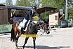 Sonntag Dressurreiter A 