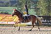 Sonntag Springreiter WB 