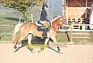 Sonntag Springreiter WB 