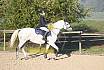 Sonntag Springreiter WB 