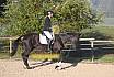 Sonntag Springreiter WB 