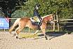 Sonntag Springreiter WB 