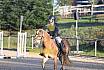 Sonntag Springreiter WB 