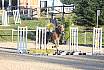 Sonntag Springreiter WB 