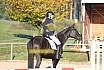 Sonntag Springreiter WB 
