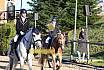 Sonntag Springreiter WB 