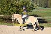 Sonntag Springreiter WB 