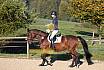 Sonntag Springreiter WB 