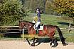 Sonntag Springreiter WB 