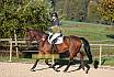 Sonntag Springreiter WB 