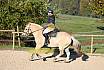 Sonntag Springreiter WB 