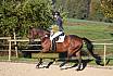 Sonntag Springreiter WB 