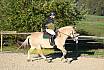 Sonntag Springreiter WB 