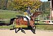 Sonntag Springreiter WB 