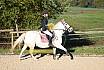 Sonntag Springreiter WB 