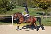 Sonntag Springreiter WB 