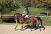 Sonntag Springreiter WB 