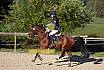 Sonntag Springreiter WB 