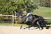 Sonntag Springreiter WB 