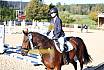 Sonntag Springreiter WB 