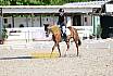 Sonntag Dressur Reiter A 