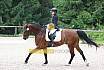 A Dressur ein Stern 