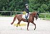 A Dressur ein Stern 