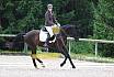 A Dressur ein Stern 