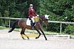 A Dressur ein Stern 