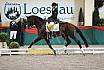 Sa L Dressur Kandare