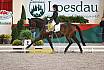 Sa L Dressur Kandare