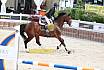 Mi Springpferde L