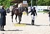 Freitag Reitpferdeprüfung