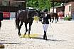 Freitag Reitpferdeprüfung