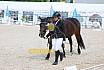 Freitag Reitpferdeprüfung